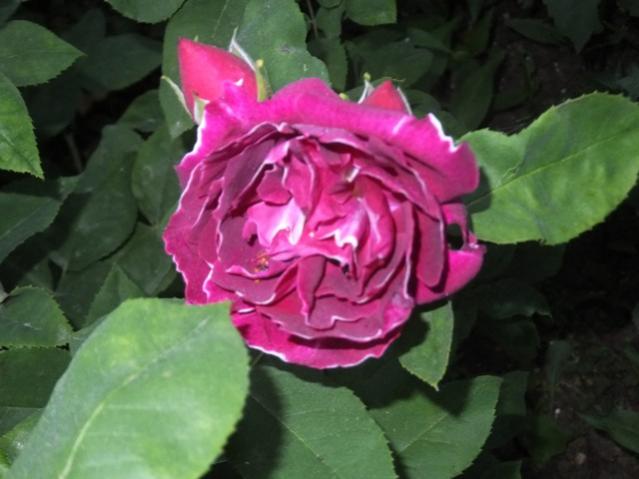 Name:  DSCF6359.jpg
Views: 336
Size:  36.7 KB