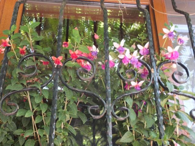 Name:  DSCF6395.jpg
Views: 311
Size:  66.3 KB