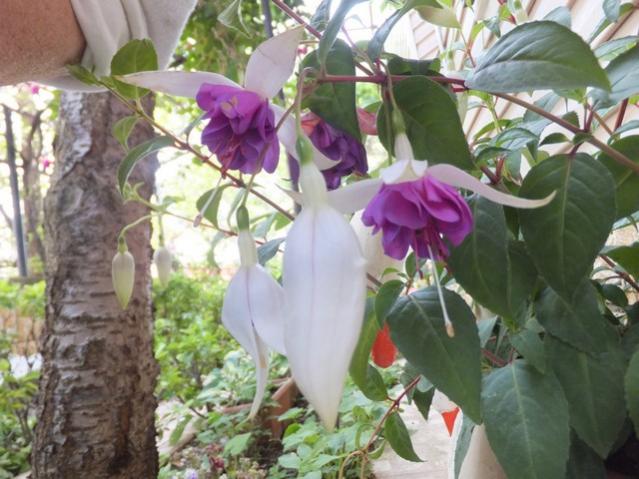Name:  DSCF6425.jpg
Views: 308
Size:  53.2 KB