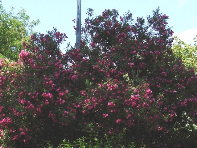 Name:  DSC03788.jpg
Views: 560
Size:  63.5 KB