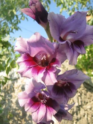 Name:  mor glayl.jpg
Views: 993
Size:  27.2 KB