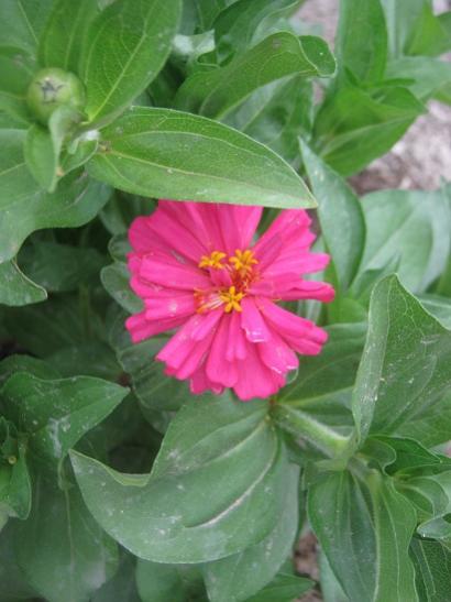 Name:  deiik zinnia.jpg
Views: 905
Size:  32.0 KB