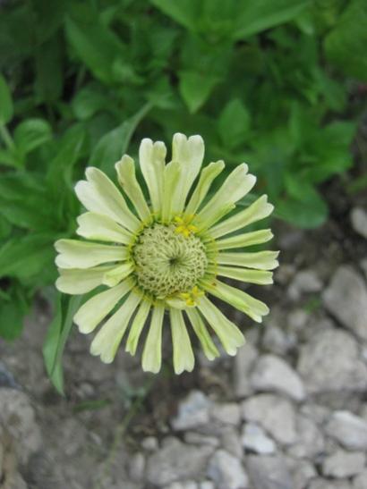 Name:  zinnia.jpg
Views: 956
Size:  27.4 KB