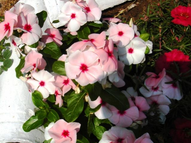 Name:  DSC03827.jpg
Views: 570
Size:  50.9 KB