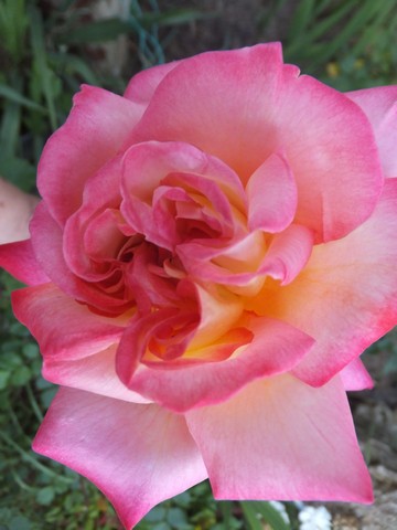 Name:  DSCF6471.jpg
Views: 240
Size:  47.8 KB