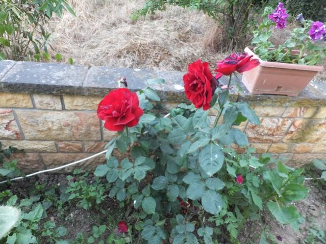 Name:  DSCF6472.jpg
Views: 253
Size:  66.6 KB