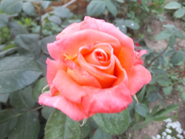 Name:  DSCF6475.jpg
Views: 259
Size:  66.7 KB