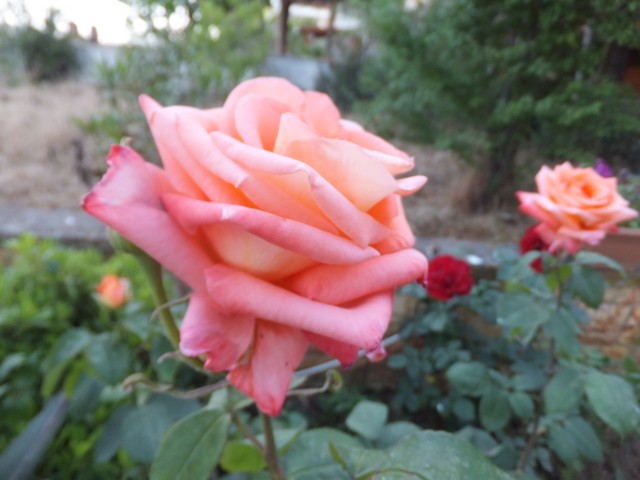 Name:  DSCF6476.jpg
Views: 246
Size:  66.5 KB