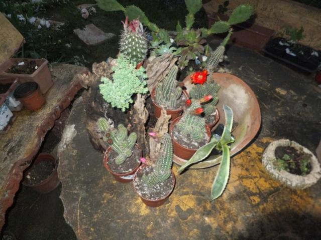 Name:  DSCF6511.jpg
Views: 246
Size:  53.9 KB