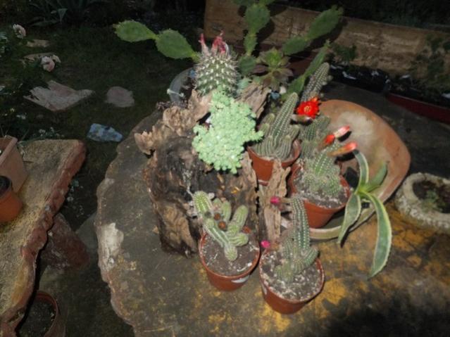 Name:  DSCF6512.jpg
Views: 243
Size:  47.9 KB