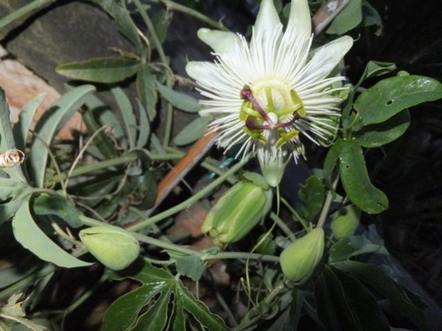 Name:  DSCF6524.jpg
Views: 247
Size:  46.8 KB