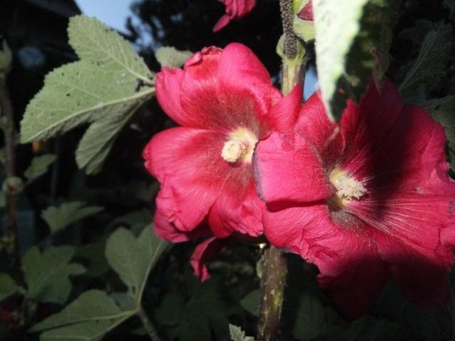 Name:  DSCF6528.jpg
Views: 246
Size:  36.7 KB