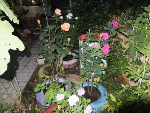 Name:  DSCF6534.jpg
Views: 240
Size:  67.1 KB