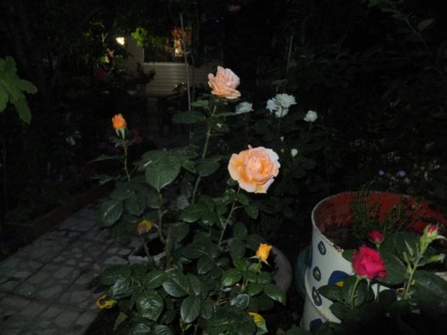 Name:  DSCF6537.jpg
Views: 222
Size:  34.9 KB