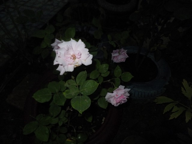 Name:  DSCF6538.jpg
Views: 213
Size:  53.3 KB