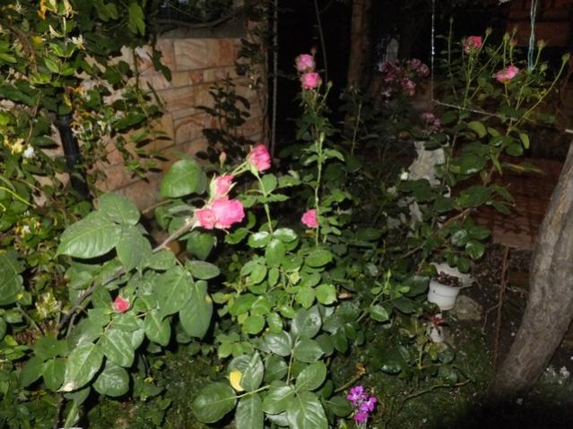 Name:  DSCF6539.jpg
Views: 217
Size:  62.1 KB