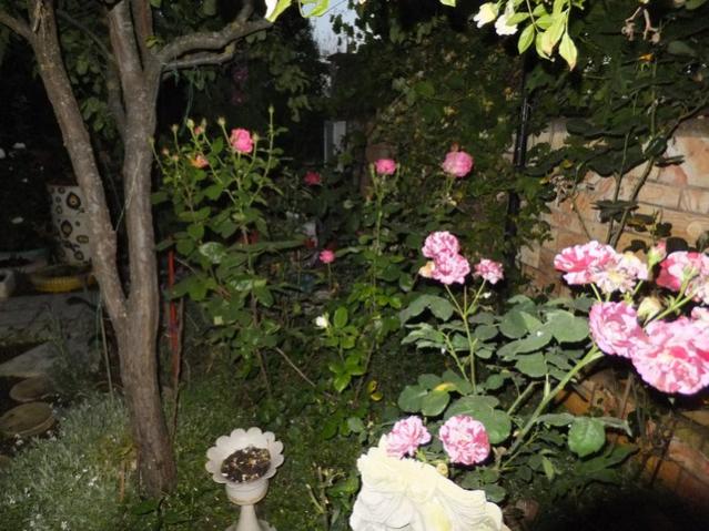 Name:  DSCF6541.jpg
Views: 211
Size:  61.9 KB