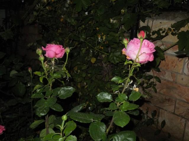 Name:  DSCF6542.jpg
Views: 234
Size:  43.2 KB