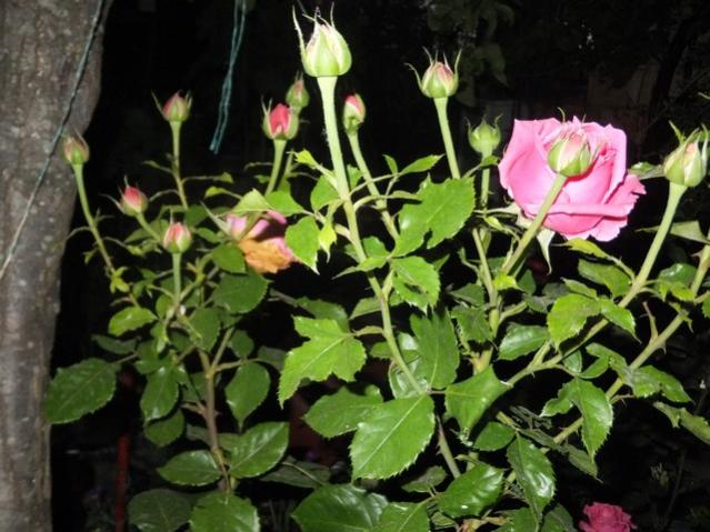 Name:  DSCF6543.jpg
Views: 218
Size:  54.9 KB