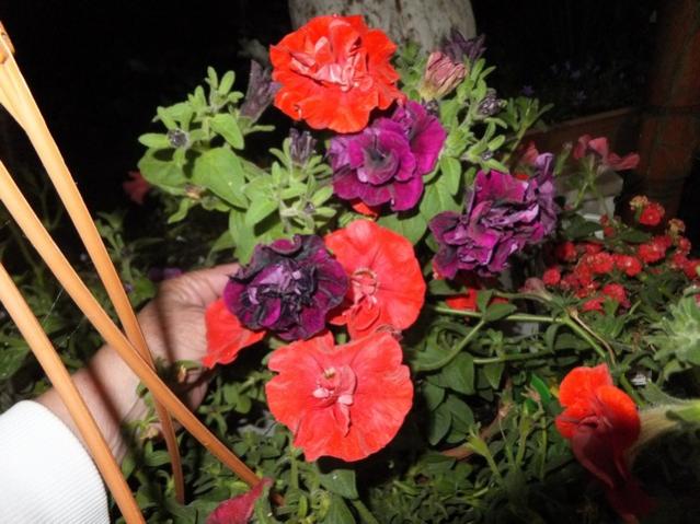 Name:  DSCF6588.jpg
Views: 212
Size:  53.9 KB