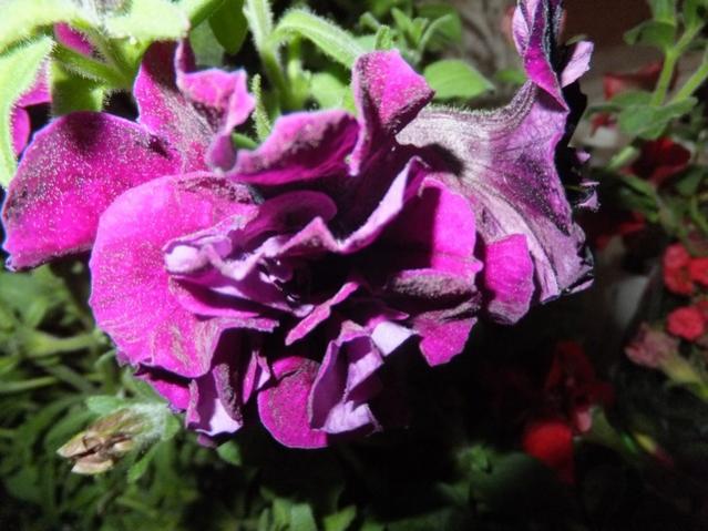Name:  DSCF6591.jpg
Views: 205
Size:  50.9 KB