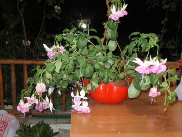 Name:  DSCF6597.jpg
Views: 207
Size:  47.7 KB