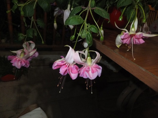 Name:  DSCF6600.jpg
Views: 201
Size:  69.5 KB