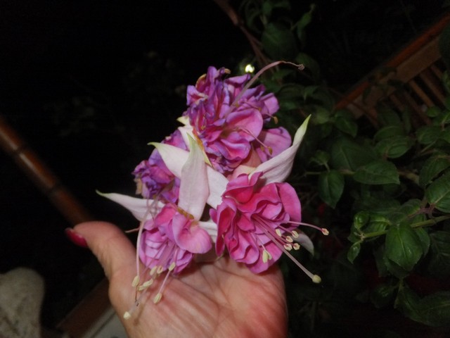 Name:  DSCF6603.jpg
Views: 193
Size:  62.8 KB