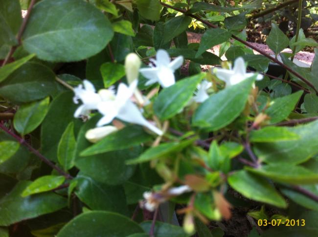 Name:  image.jpg
Views: 402
Size:  44.1 KB