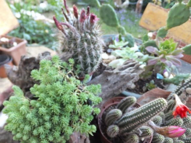 Name:  DSCF6676.jpg
Views: 335
Size:  52.5 KB