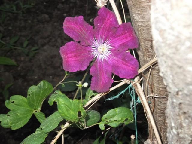 Name:  DSCF6694.jpg
Views: 332
Size:  48.5 KB