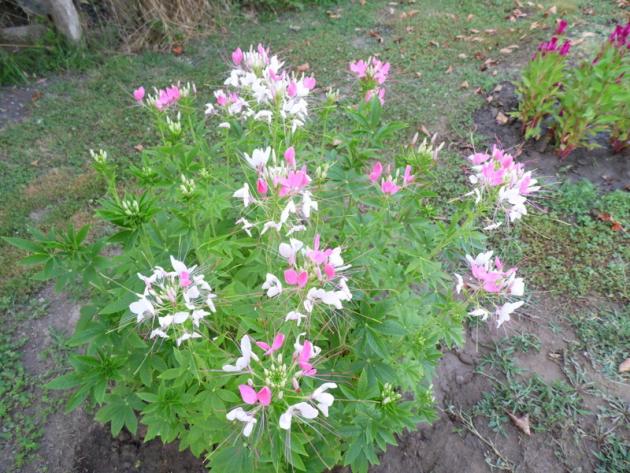 Name:  131-131.jpg
Views: 733
Size:  70.7 KB