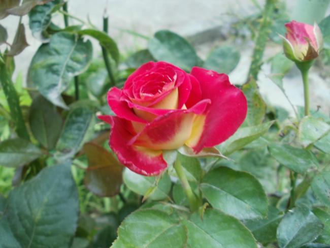 Name:  P1010071a.jpg
Views: 333
Size:  38.8 KB