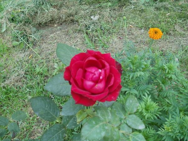 Name:  P1010058a.jpg
Views: 330
Size:  70.2 KB