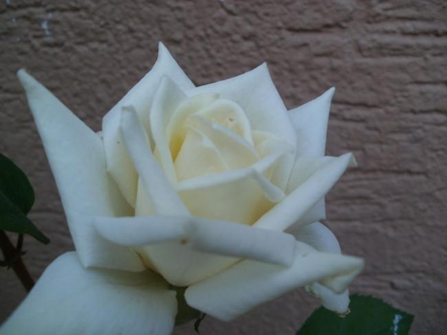 Name:  P1010127a.jpg
Views: 418
Size:  25.5 KB