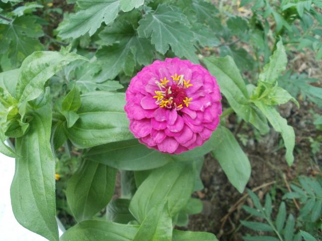 Name:  P1010077a.jpg
Views: 415
Size:  48.3 KB
