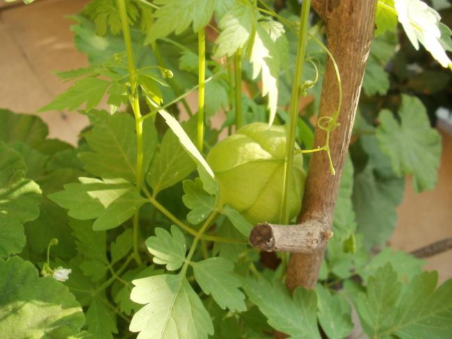 Name:  P1010093a.jpg
Views: 429
Size:  42.6 KB