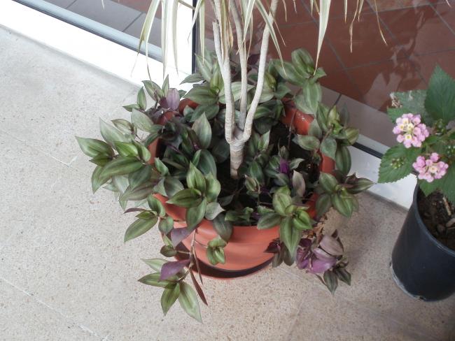 Name:  P1010113a.jpg
Views: 419
Size:  52.7 KB