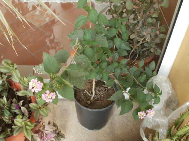 Name:  P1010112a.jpg
Views: 506
Size:  55.1 KB