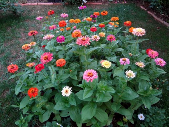 Name:  zinnia.jpg
Views: 850
Size:  70.4 KB