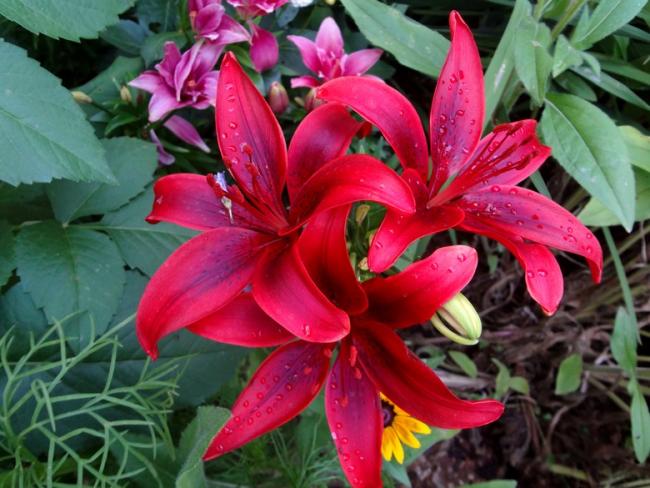 Name:  lilium.jpg
Views: 712
Size:  55.0 KB