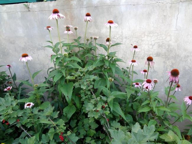 Name:  ekinezya.jpg
Views: 973
Size:  58.0 KB