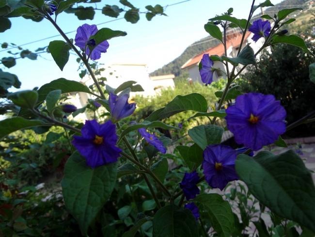 Name:  solanum.jpg
Views: 843
Size:  52.9 KB