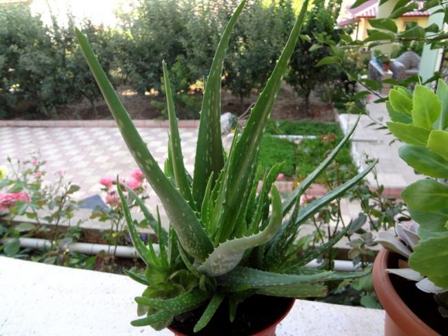Name:  aloevera.jpg
Views: 957
Size:  59.3 KB