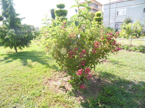 Name:  06-006.jpg
Views: 705
Size:  71.8 KB