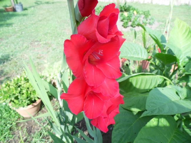 Name:  43-043.jpg
Views: 698
Size:  49.1 KB