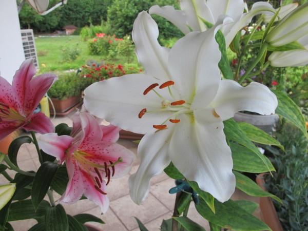 Name:  IMG_2551 (600 x 450).jpg
Views: 1272
Size:  69.8 KB