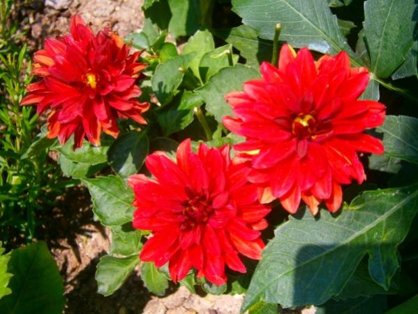 Name:  krmzdahlia.jpg
Views: 917
Size:  50.1 KB