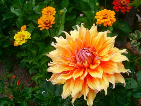 Name:  devdahlia.jpg
Views: 892
Size:  46.0 KB
