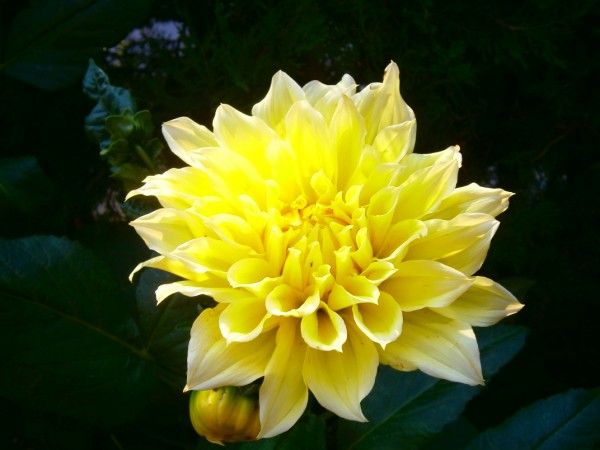 Name:  sar.jpg
Views: 936
Size:  51.1 KB
